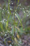 Calico aster